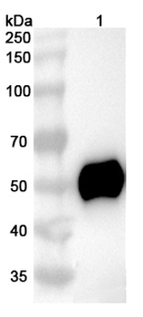 CD161/KLRB1/NK1.1 Mouse Monoclonal Antibody