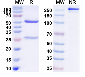 CD159a/KLRC1 Mouse Monoclonal Antibody