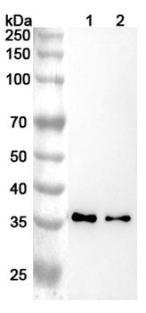 CD156c/ADAM10 Mouse Monoclonal Antibody