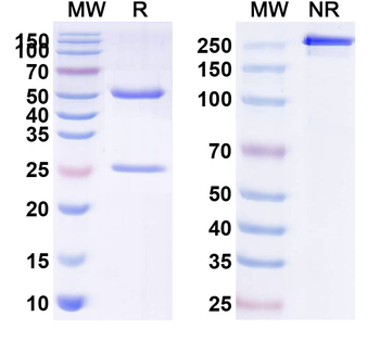 CD152/CTLA4 Human Monoclonal Antibody