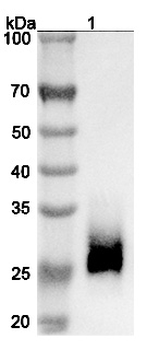CD147/BSG Human Monoclonal Antibody