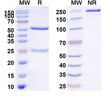 CD137/TNFRSF9 Mouse Monoclonal Antibody