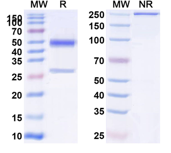 CNR1 Human Monoclonal Antibody
