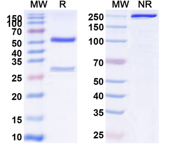 FLT1/VEGFR1 Human Monoclonal Antibody