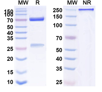 GCGR Human Monoclonal Antibody