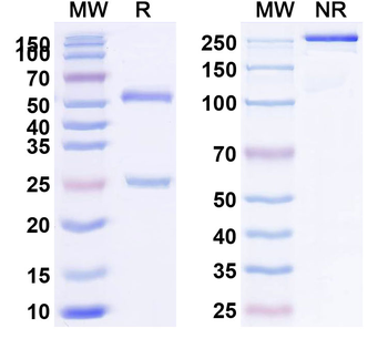 GPC3 Human Monoclonal Antibody