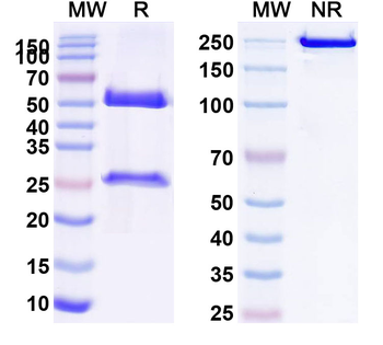 HLA-DQ Monomorphic Mouse Monoclonal Antibody