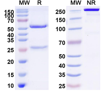 HLA-DRB1 Mouse Monoclonal Antibody