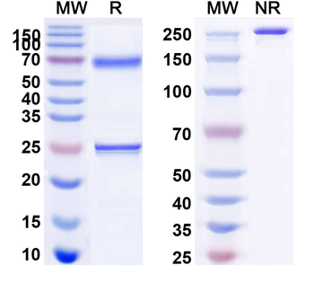 MAPT/Tau/PHF-tau Human Monoclonal Antibody