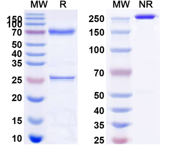 MAPT/Tau/PHF-tau Human Monoclonal Antibody