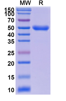 ROR1 Human Monoclonal Antibody