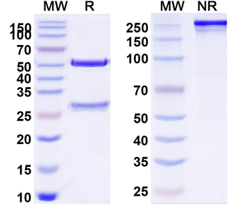 CD11a/ITGAL Human Monoclonal Antibody