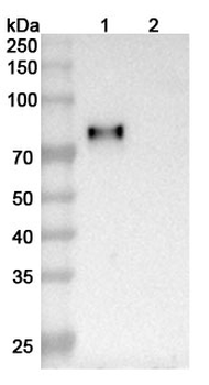 SIGLEC8/SAF-2 Human Monoclonal Antibody