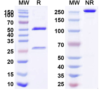 SORT1/Gp95/Sortilin Human Recombinant Antibody