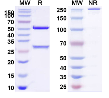TGFB1/TGF-beta-1 Human Monoclonal Antibody