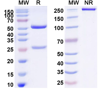 TRDV1/TCR VD 1 Mouse Monoclonal Antibody