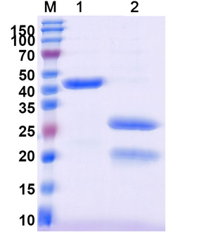 3C Protease