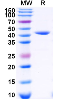 3C Protease