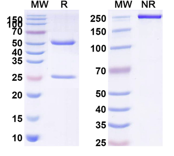 Human VISTA/B7-H5/PD-1H Reference Antibody (Trovostobart, RUO)