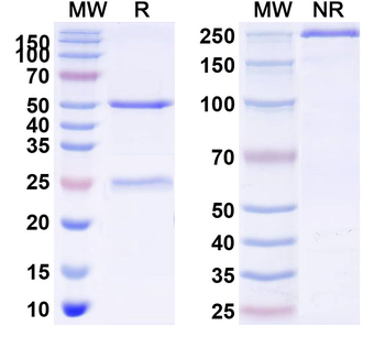 Human VISTA/B7-H5/PD-1H Reference Antibody (Solnerstotug, RUO)