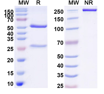 Remzistotug Human Monoclonal Antibody