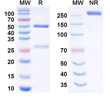Exerenibart Human Monoclonal Antibody