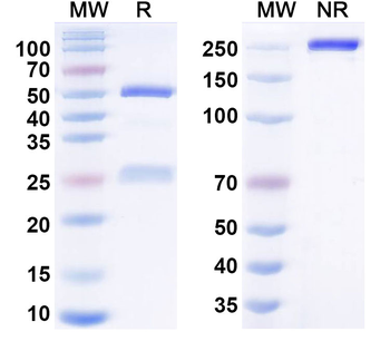 Human IL-17A/F Heterodimer Reference Antibody (Lecankitug, RUO)