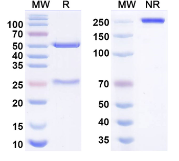 Garetatug Human Monoclonal Antibody