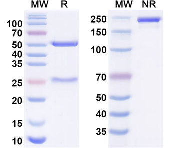 Sonesitatug Human Monoclonal Antibody