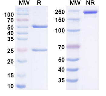 Ixotatug Human Monoclonal Antibody