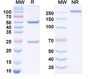 Suvonstobart Human Monoclonal Antibody
