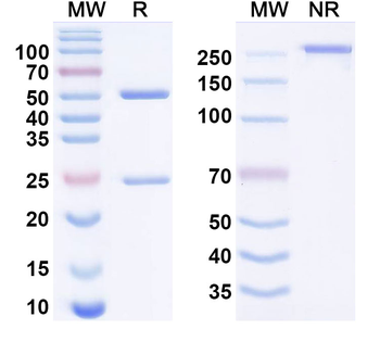 Human TNF RII/TNFRSF1B Reference Antibody (Emunkitug, RUO)