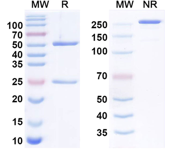 Armocibart Human Monoclonal Antibody