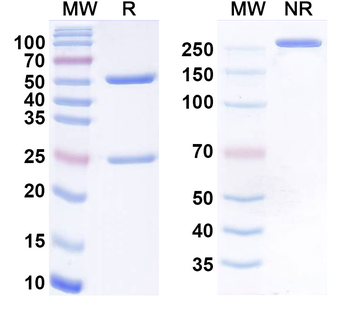 Etalanetug Human Monoclonal Antibody