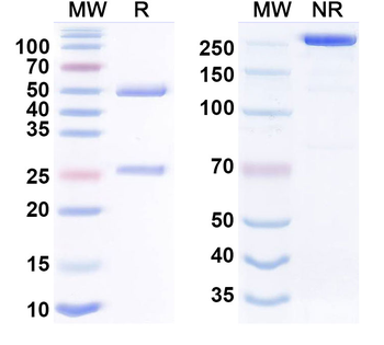 Caxmotabart Human Monoclonal Antibody