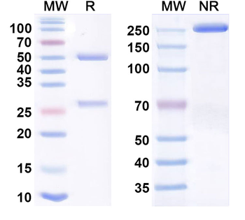 Potravitug Human Monoclonal Antibody