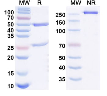 Afimkibart Human Monoclonal Antibody