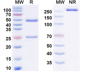 Nebokitug Human Monoclonal Antibody
