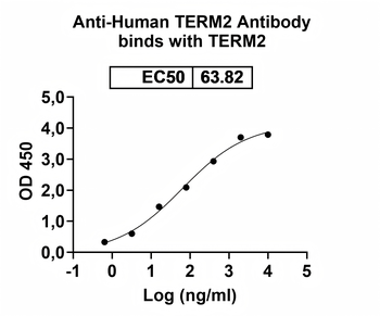 TERM2 Human Monoclonal Antibody