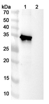 TERM2 Human Monoclonal Antibody