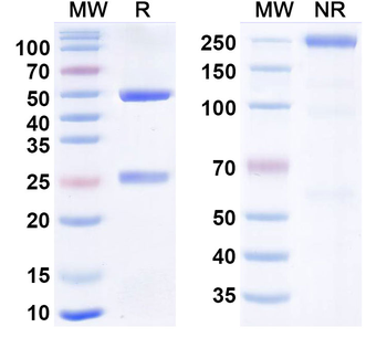 CD309/VEGFR2 Human Monoclonal Antibody