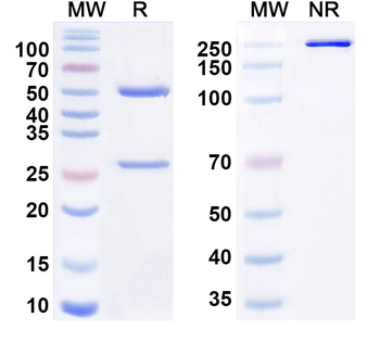 HRSV F/Fusion glycoprotein F0 Human Monoclonal Antibody