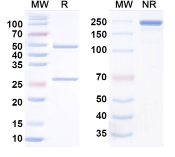TNFSF15/TL1A Human Monoclonal Antibody