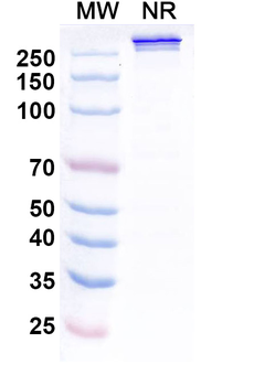 Cinrebafusp alfa Human Monoclonal Antibody