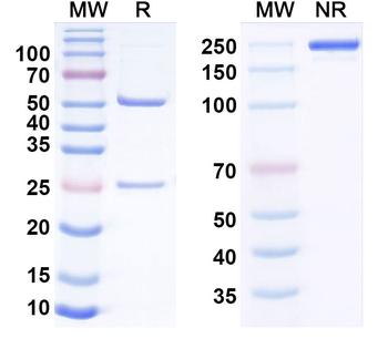 CD93/C1qR Human Monoclonal Antibody