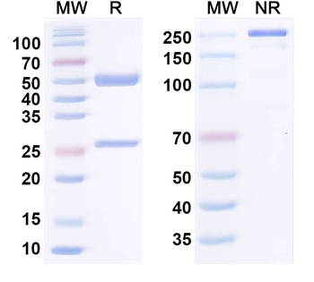 CLDN6 Human Monoclonal Antibody