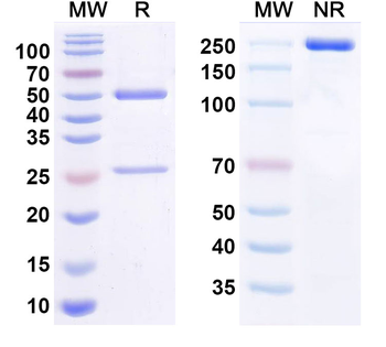 CLDN6 Human Monoclonal Antibody