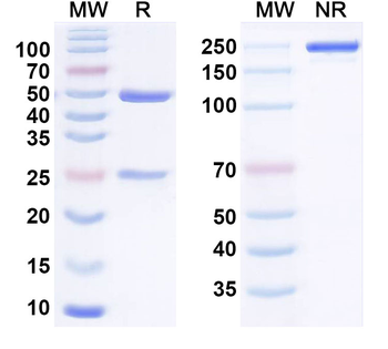 CD172a/SIRPA Human Monoclonal Antibody