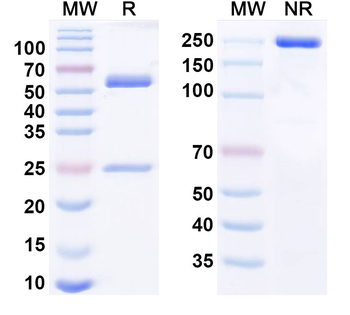Reticulon-4/RTN4 Human Monoclonal Antibody