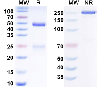 CD19 Human Monoclonal Antibody